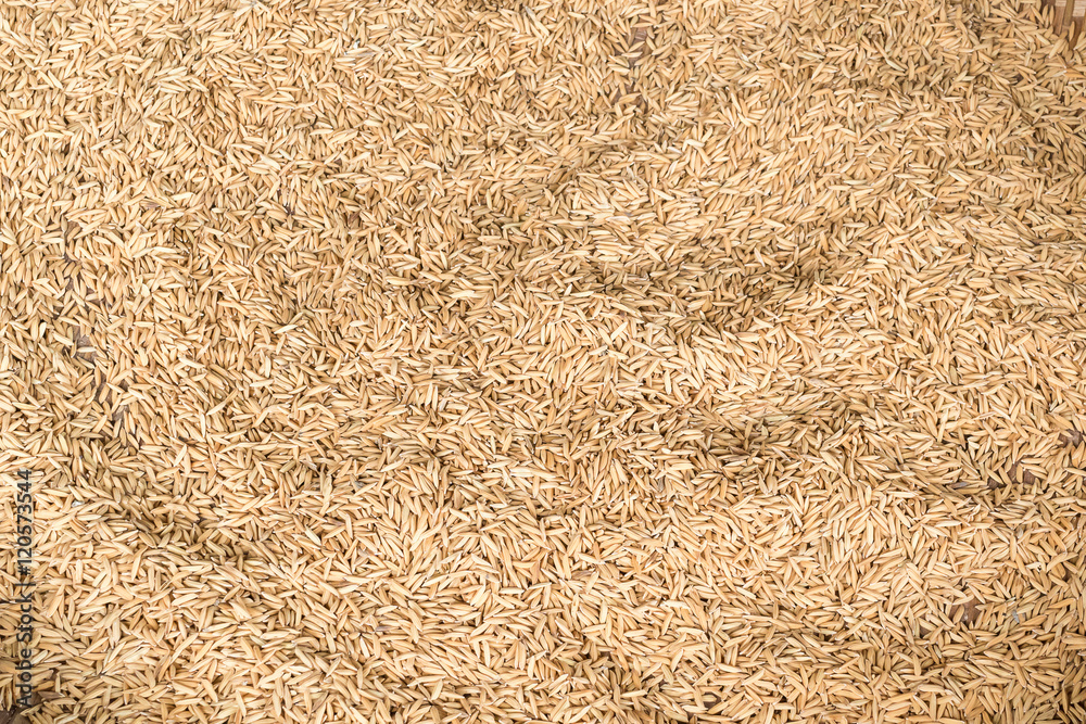 Golden Paddy Rice Seeds Background texture
Golden Paddy Rice Seeds Background texture