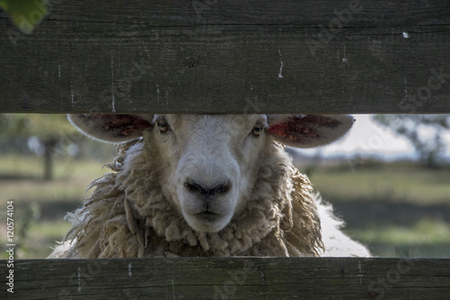 Sheep behind fence photo