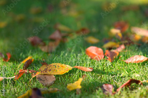 Autumn season leaves on green grass in the park. Selective focus used.