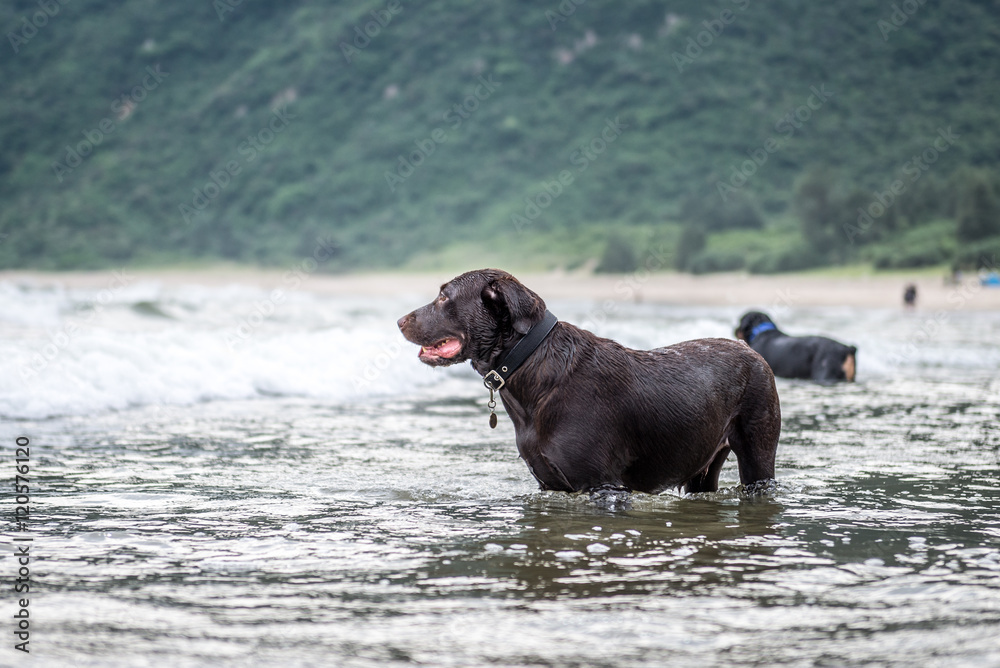 Labrador Retriever playing at the beach Labrador Retriever playing at the beach