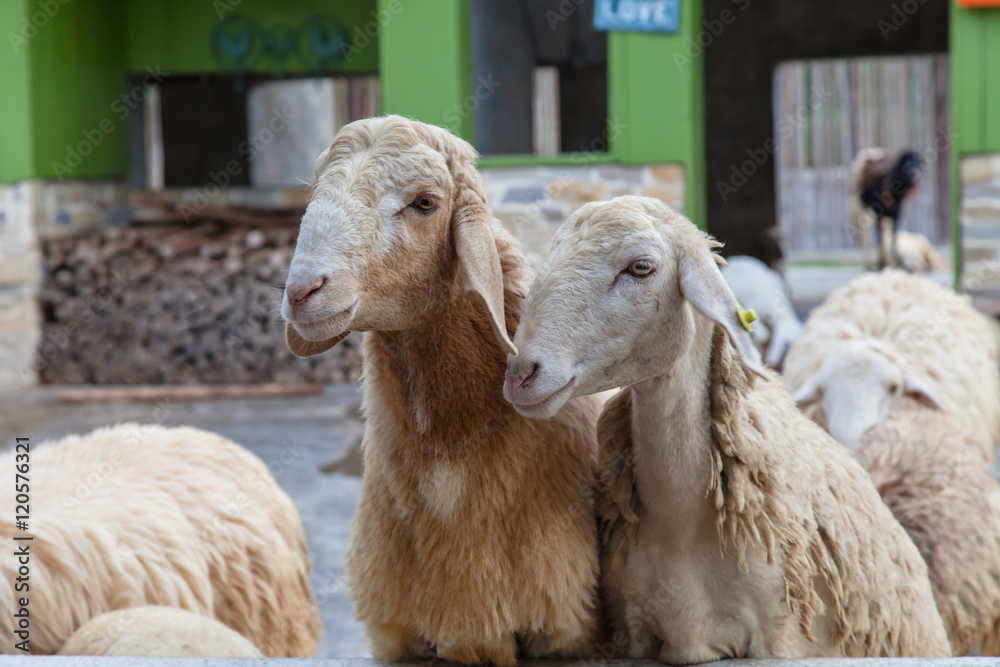 Fototapeta premium Sheep in the zoo