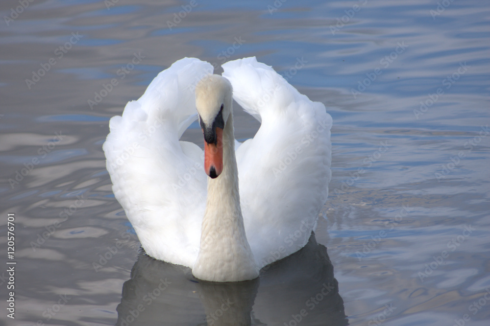 Obraz premium Elegance