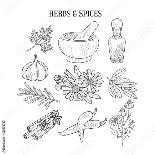 Herbs And Spices Isolated Hand Drawn Realistic Sketches