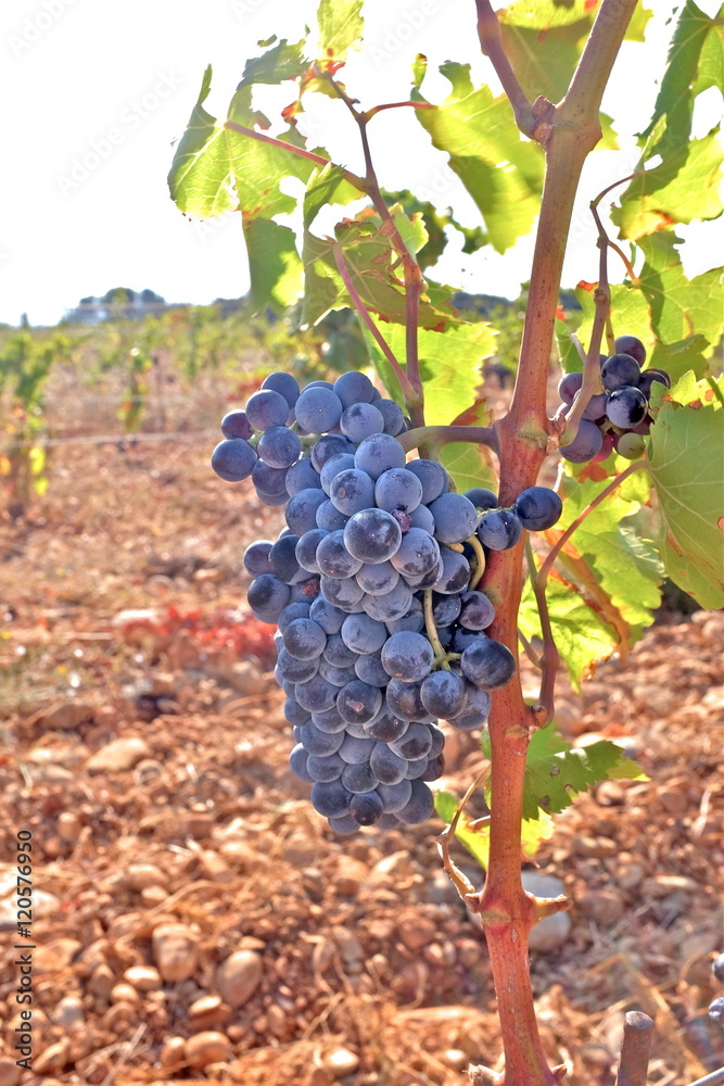grapes raisin dans vignes