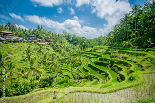 Бали. Индонезия. Рисовые плантации.