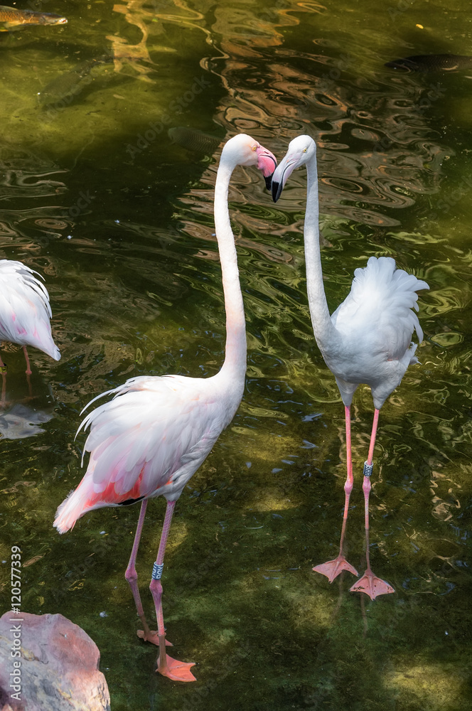 Flamingos in the zoo of Benalmadena, Malaga province, Spain. Flamingos in the zoo of Benalmadena, Malaga province, Spain.