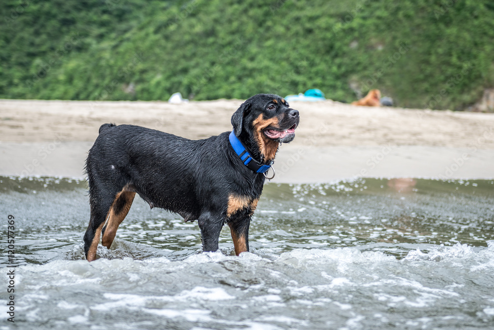 The Rottweiler playing at the beach