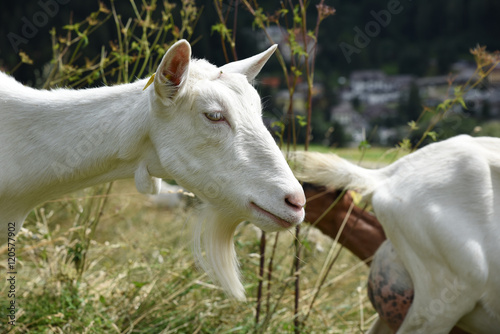 capre caprette al pascolo pastore prateria