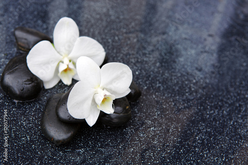 Two orchid and black stones close up.