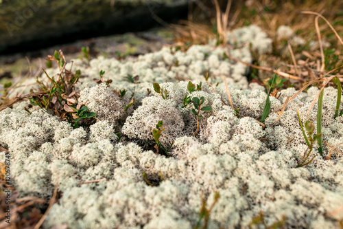 The Northern Reindeer moss photo
