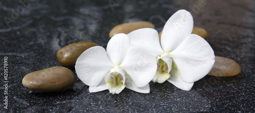 Two orchid flowers and white stones.