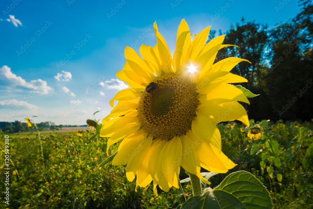 Obraz premium Sonnenblume