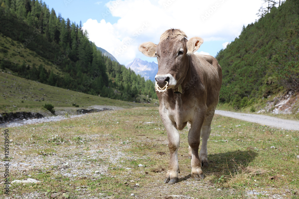 Kuh im Lechtal. Tirol