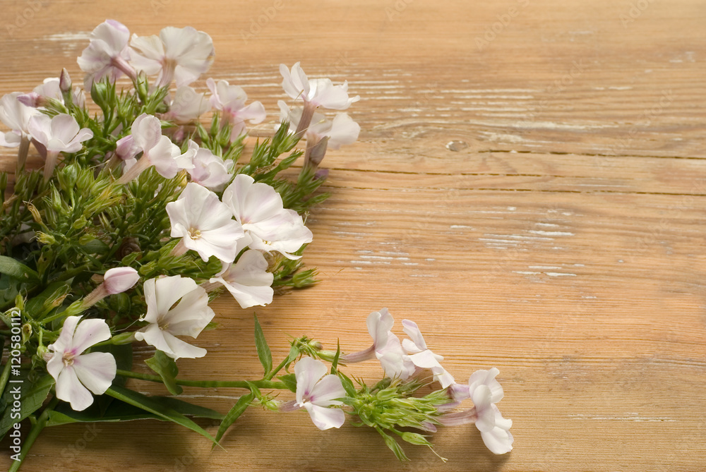 Plant (Phlox) with flowers on wooden background. Plant (Phlox) with flowers on wooden background.