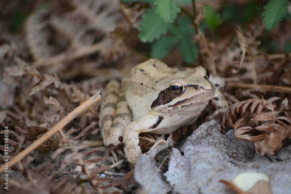 Obraz premium grenouille