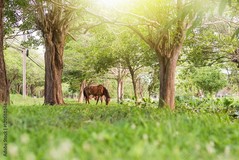 Horse eating in green field Horse eating in green field