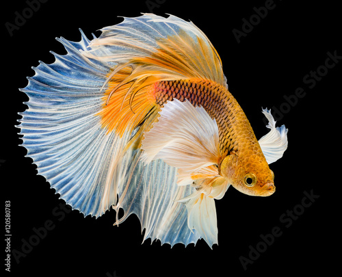 white & yellow siamese fighting fish