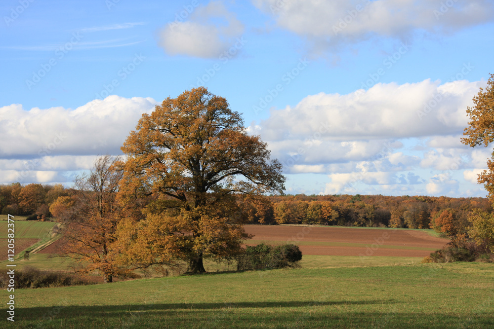 Fototapeta premium Agrarlandschaft im Herbst