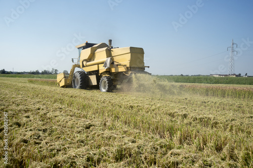 Harvesting and threshing rice in Italy