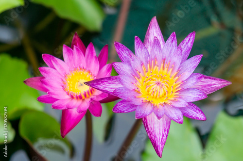Purple Lotus in Thailand.