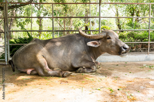 The big Buffalo of thailand