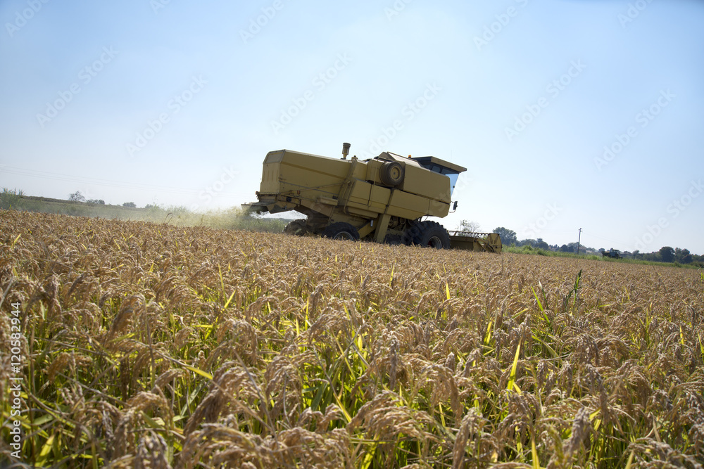 Fototapeta premium Harvesting and threshing rice in Italy