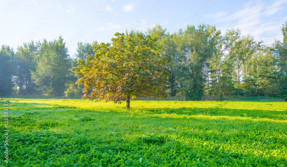 Trees in a field at sunrise