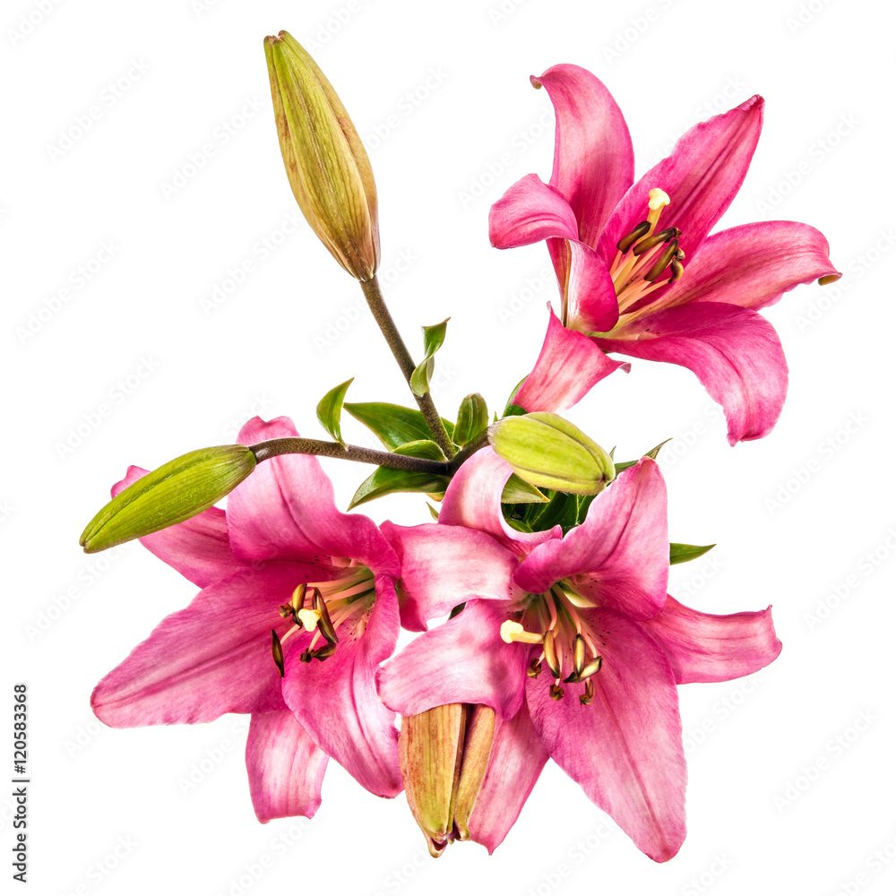 Vintage flowers pattern with pink lilies isolated on white backg