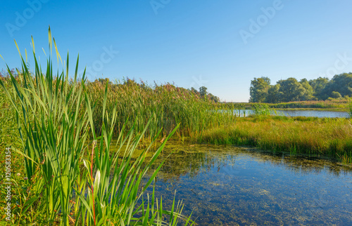 Shore of a lake in summer  photo
