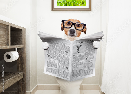 dog on toilet seat reading newspaper © Javier brosch