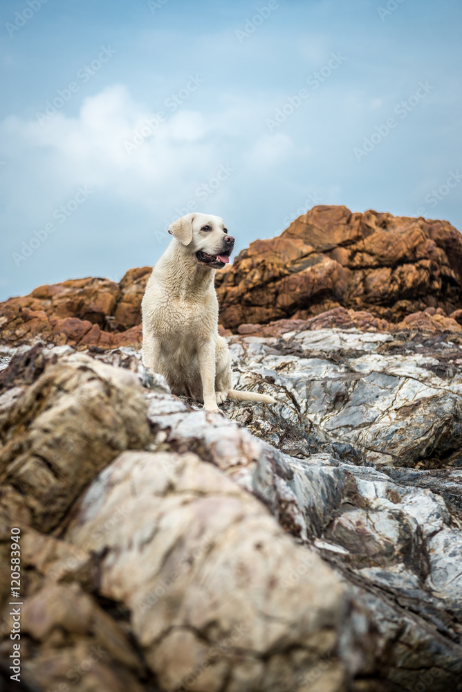 Fototapeta premium The dog on the beach stones