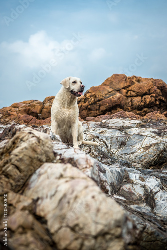 The dog on the beach stones