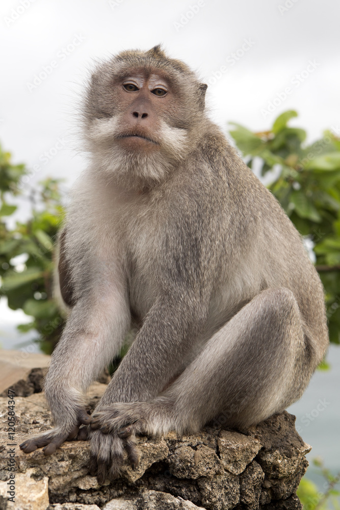 Long-tailed macaque, the temple of Uluwatu, Bali. Indonesia