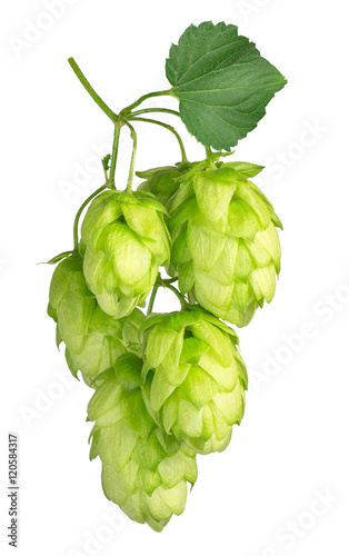 Fotografie hops isolated on white background