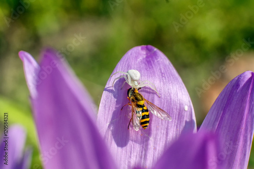 Flower crab spider kill hoverfly on violet autumn crocus photo