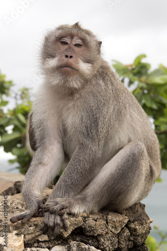 Long-tailed macaque, the temple of Uluwatu, Bali. Indonesia