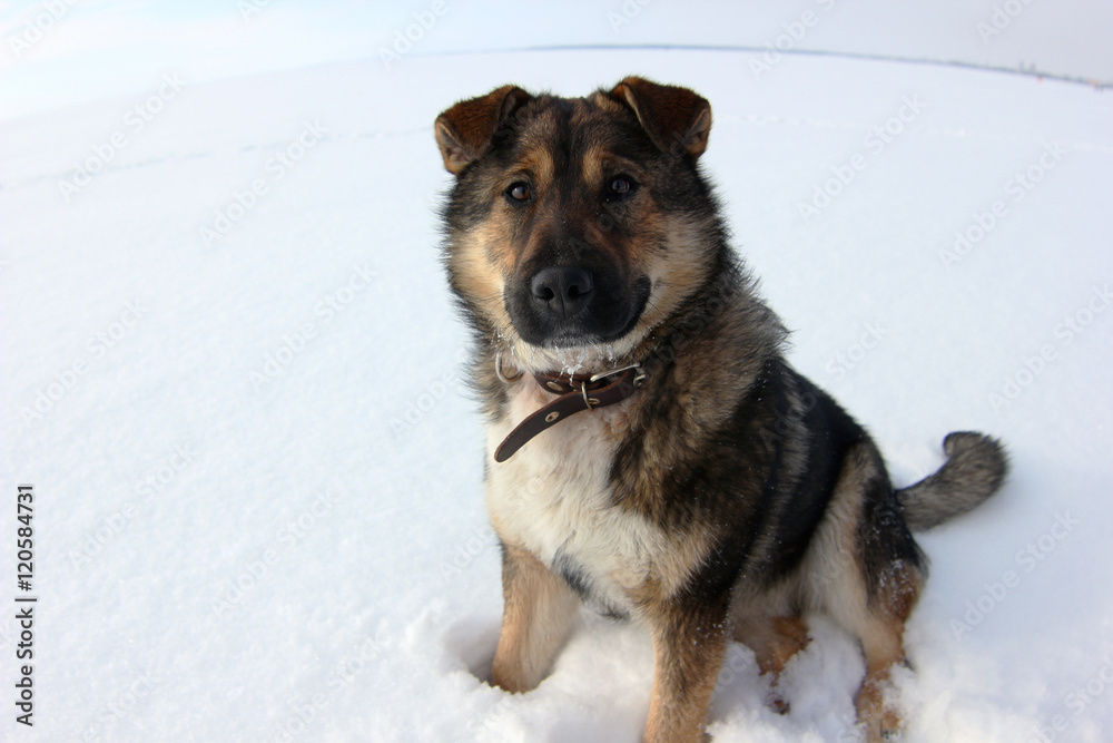 Mongrel dog looks faithfulness. Fisheye view Mongrel dog looks faithfulness. Fisheye view