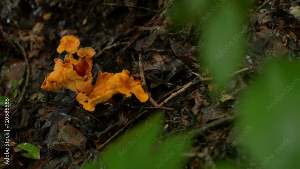 Detail of an orange fungi growing on the forest floor, in shallow focus. Detail of an orange fungi growing on the forest floor, in shallow focus.