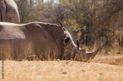 Sleeping rhino   © SB