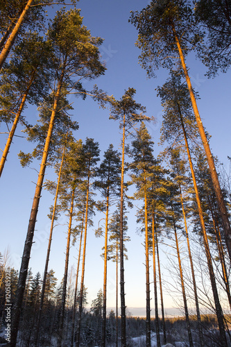 Pine forest during sunset on a winter afternoon in Finland