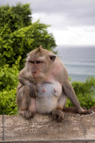 Long-tailed macaque  the temple of Uluwatu  Bali. Indonesia