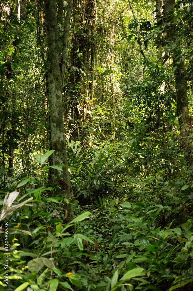 Fototapeta premium Heart of Africa tropical rainforest, Congo.