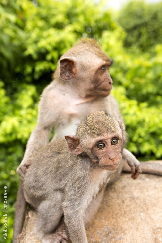 Long-tailed macaque, the temple of Uluwatu, Bali. Indonesia Long-tailed macaque, the temple of Uluwatu, Bali. Indonesia