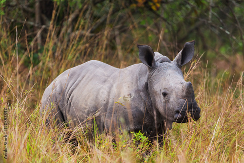 A baby rhino   © SB