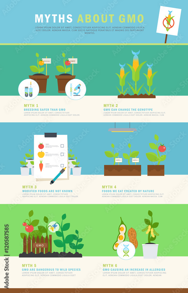 Fototapeta premium Infographic: myths about GMO. Colorful vector concept with illustrations and simple data.