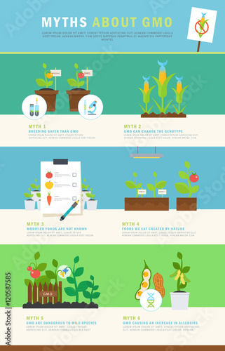 Infographic: myths about GMO. Colorful vector concept with illustrations and simple data.