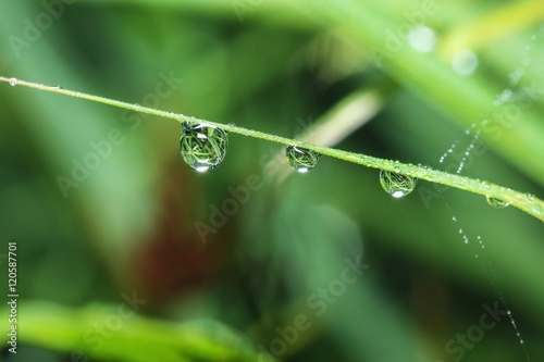 Dew drops on a green leaves close up