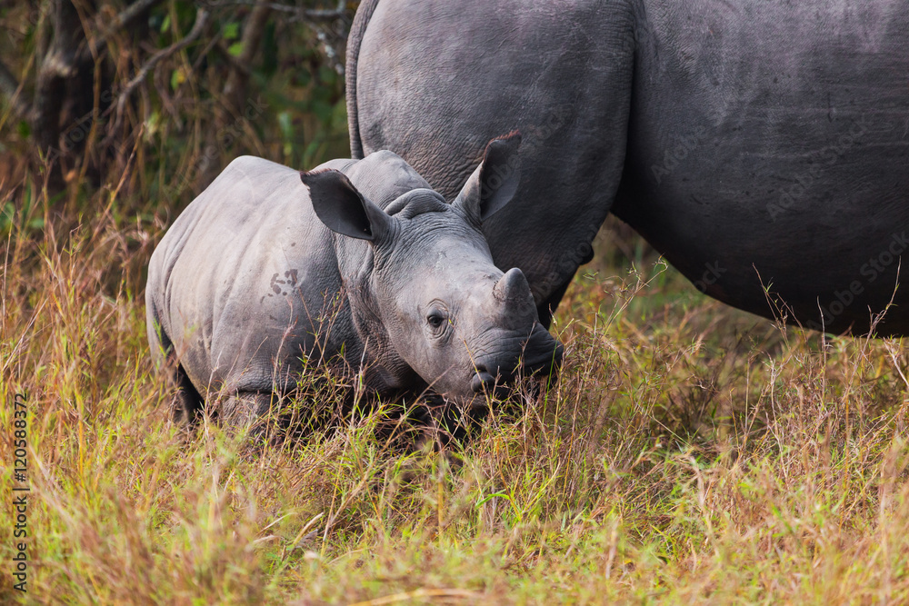 Naklejka premium Rhino calf with mum 