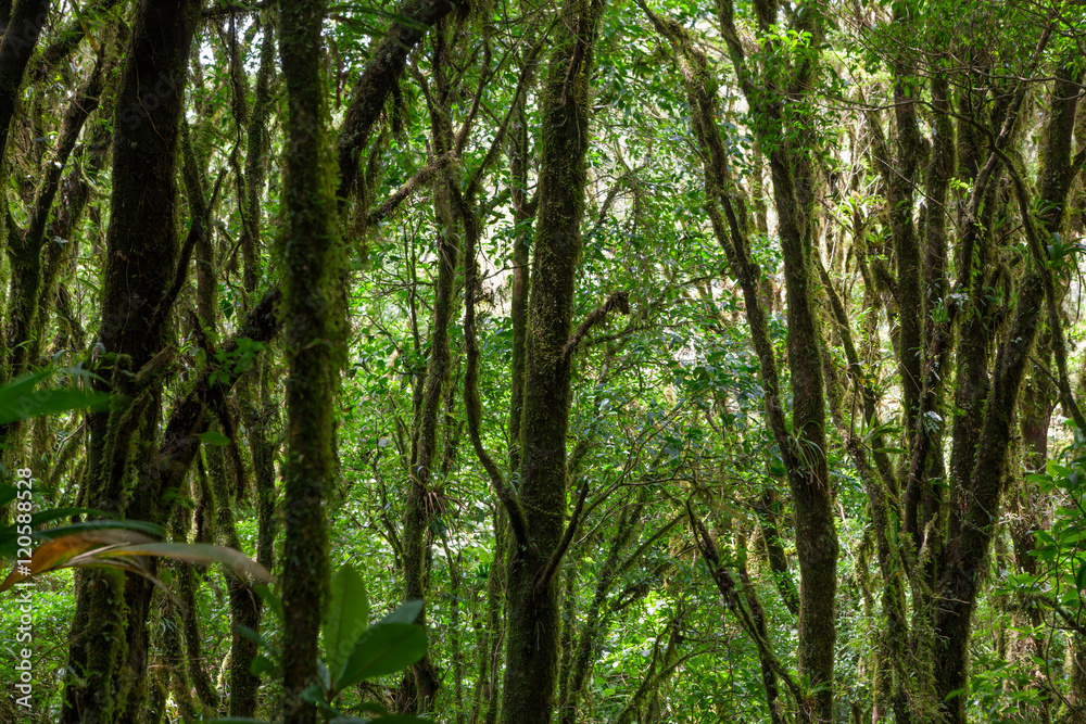 Rainforest in Monteverde cloud forest reserve Rainforest in Monteverde cloud forest reserve