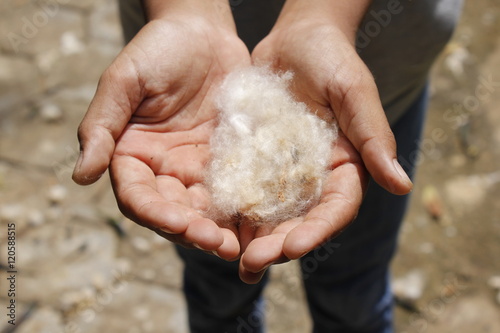 show pure cotton in the palm